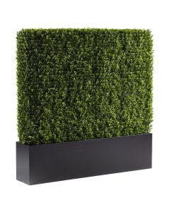 Boxwood Hedge, 4'