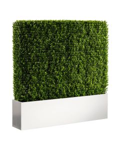 Boxwood Hedge