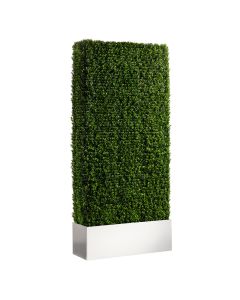 Boxwood Hedge