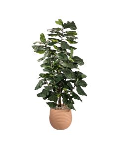 Lagos Tree