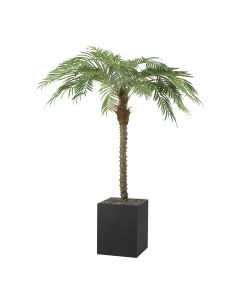 6ft rental palm tree with black planter base.