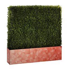 Boxwood Hedge 4' Logo