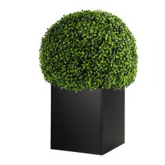 Boxwood Ball Topiary