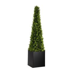 Cone Boxwood Topiary