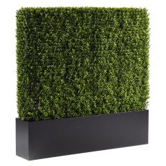 Boxwood Hedge, 4'