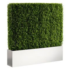 Boxwood Hedge