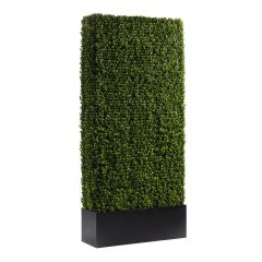 Boxwood Hedge, 7'