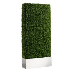 Boxwood Hedge