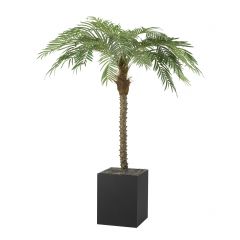 6ft rental palm tree with black planter base.