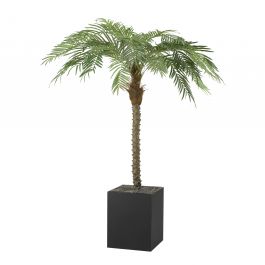 Palm Tree