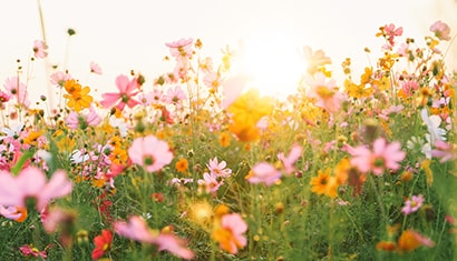 pink and yellow floral garden